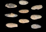 Lot: Fossil Seed Cones (Or Aggregate Fruits) - Pieces #148866-2